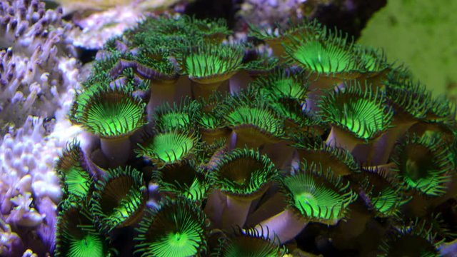 Palyp zoa button corals