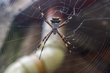 ARAÑA DE JARDIN O ARAÑA TIGRE(ARGIOPE ARGENTATA)
