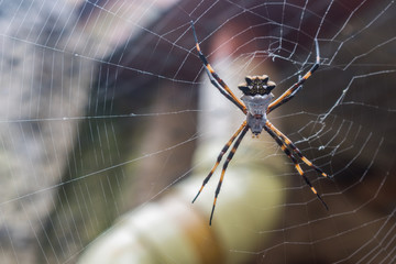 ARAÑA DE JARDIN O ARAÑA TIGRE(ARGIOPE ARGENTATA)