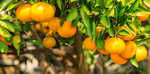 Orange tree in orange farm.