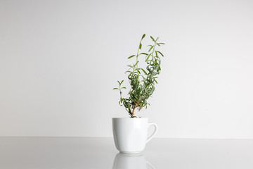 Lavendel wächst in einer Tasse