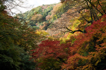 秋・箕面の紅葉