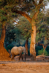 Fototapeta na wymiar Male elephant in the dry season in the forest of high trees in Mana Pools National Park in Zimbabwe