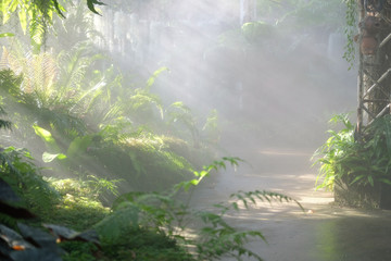 sunlight mist fog in park. foggy misty garden. water spraying from sprinkler
