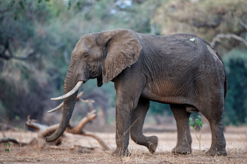 Male elephant in the dry season in the forest of high trees in Mana Pools National Park in Zimbabwe