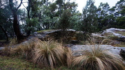 Knocklofty Reserve nearby Hobart in walking distance for a hike in Tasmania, Australia