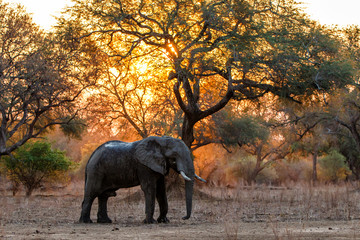 le elephant at sunset in the dry season in the forest of high trees in Mana Pools National Park in...