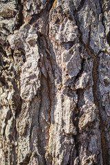 The bark is dry as a brown backdrop