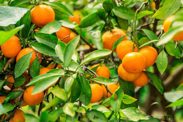 Ripe orange in the orange garden