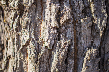 The bark is dry as a brown backdrop