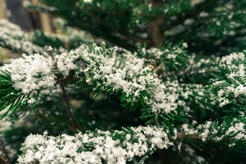 spruce branches with snow close-up. winter background