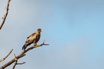 Milvus migrans (Black Kite), Crete