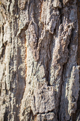 The bark is dry as a brown backdrop
