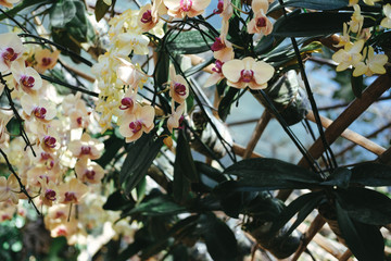 blooming phalaenopsis orchid flower in garden