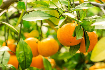 Ripe orange hanging on a tree