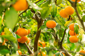 Ripe orange hanging on a tree