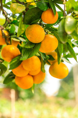 Ripe orange hanging on a tree