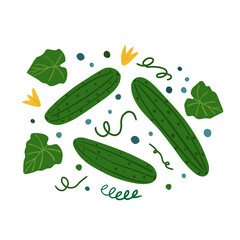 Cucumbers and leaves on a white background. Hand draw vegetable print. Vector illustration.