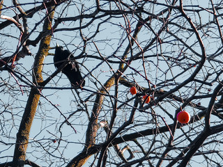 branch of a tree in winter
