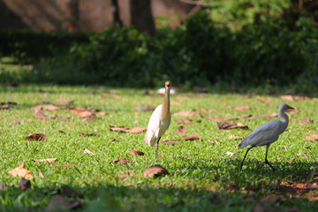 Obraz premium white egret bird posing for a shot