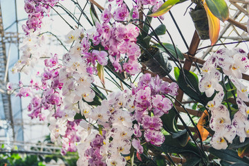 blooming phalaenopsis orchid flower in garden