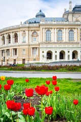 Odessa National Academic Theater of Opera and Ballet, red tulips.