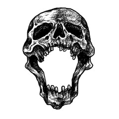 Human skull