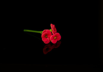 red flower on black background with space for text 