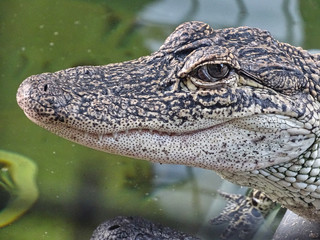 Alligatoren Aligators Fort Myers Everglades Gator Nahaufnahme