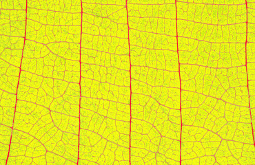 Closeup of autumn yellow leaf with vein texture abstract background