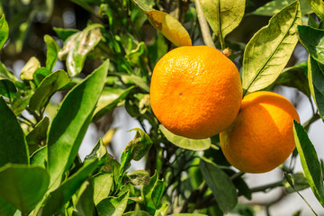 Orange tree in orange farm.