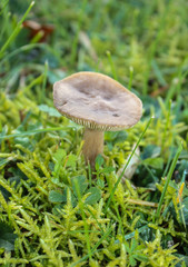 beautiful mushroom in grass, autumn season.