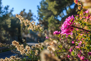 Path in the Spanish city of Malaga on a sunny day. Red flowers by the roadside with dry flowers from a bush in the background. Asphalt color track in bokeh in the background