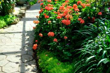 walkway in garden park