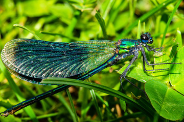 Beautiful blue dragonfly on grass