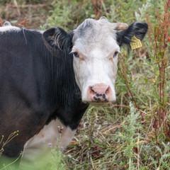 Close-up of a cow, Blacksod Bay, Erris, County Mayo, Ireland
