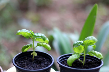 Small basil plant in a pot outdoor. Selective focus.