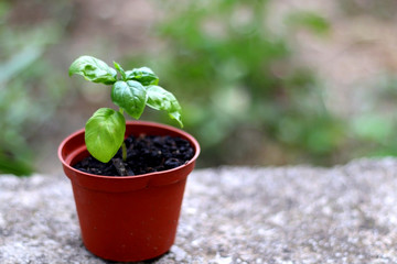 Small basil plant in a pot outdoor. Selective focus.
