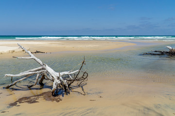 the beach won fraser island there are washed up trees in beautiful weather