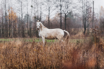 a white horse on an autumn field 