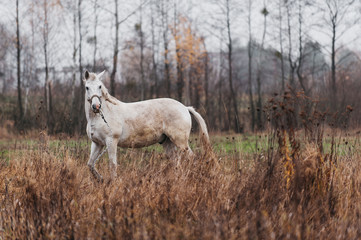 Obraz na płótnie Canvas a white horse on an autumn field 