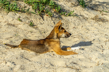  young australian dingo walking on the beach looking for food