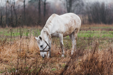 Obraz premium a white horse on an autumn field 