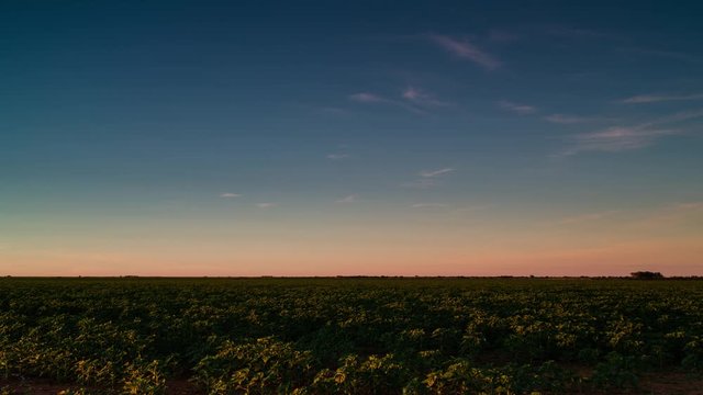 An early morning sunrise timelapse over a young sunflower field in summer time, blue sky and soft clouds, South Africa.