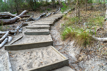 a green rainforest is located on fraser island in Australia