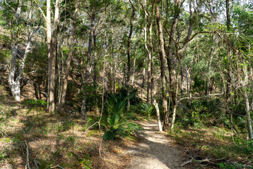 Fototapeta na wymiar a green rainforest is located on fraser island in Australia