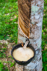 Kautschuk-Plantage in Thailand