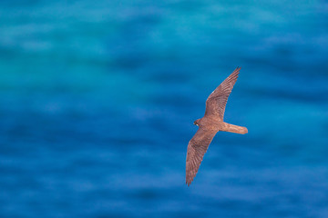 Eleonora's falcon (Falco eleonorae), male light morph flying over Mediterranean Sea, Isola San...