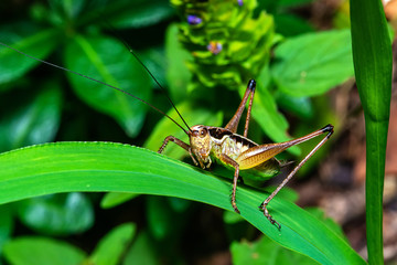 Grasshopper on leaf 