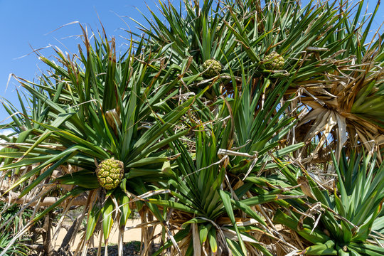 Australian pandanus grows on a palm tree with green leaves